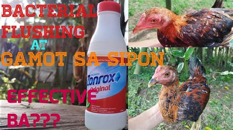 gamot sa sipon ng manok panabong|Mga Karaniwang Sakit ng Manok .